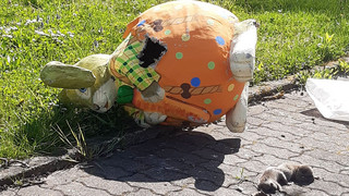 Tierische Überraschung in Mühlheim: Waschbär-Nachwuchs im Osterhasen