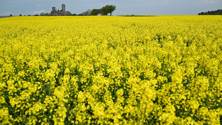 Raps auf dem Vormarsch: Schlüssel zur Landwirtschaft