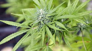 Polizei nimmt illegale Cannabis-Plantage in Steinau hoch