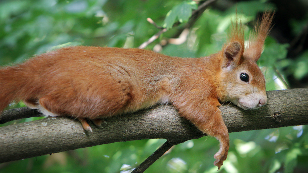 Süße Eichhörnchen-fakten: Gourmets Mit Buschigem Schwanz