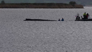 Lindernde Umstände für Wal: Einsatzkräfte benetzen Tier mit Wasser