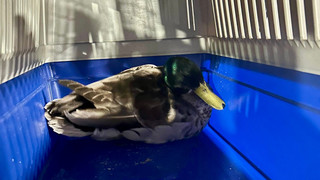 Verletzter Enterich sucht Hilfe: Feuerwehr Mainz rettet Rüdiger