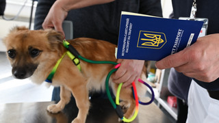 Dutzende Ukraine-Flüchtlinge in Hessen mit Haustieren registriert