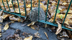 Frankfurt: Igel steckt in Zaun fest - Feuerwehr rettet ihn
