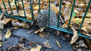 Frankfurt: Igel steckt in Zaun fest - Feuerwehr rettet ihn