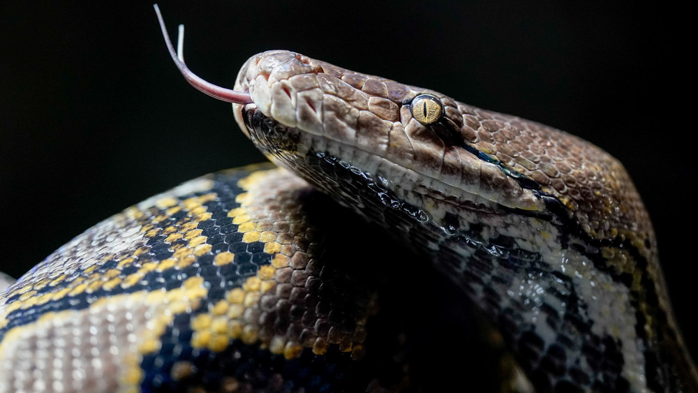 Malayopython reticulatus, oder auch Netzpython genannt