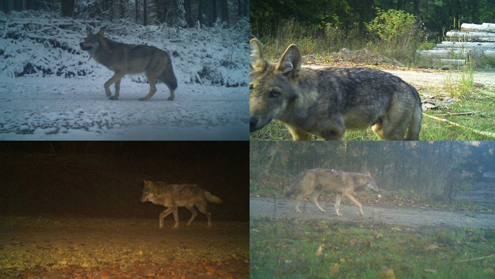 Im Werra-Meißner-Kreis wurde der Wolf zuletzt besonders häufig gesehen - diese Bilder haben Fotofallen in Waldkappel im vergangenen Jahr aufgenommen.