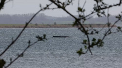 Wettlauf gegen die Zeit: Neue Hoffnung für den Buckelwal