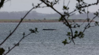 Wettlauf gegen die Zeit: Neue Hoffnung für den Buckelwal
