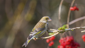 NABU startet große Vogelzählung
