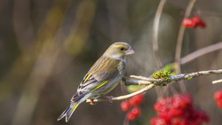 NABU startet große Vogelzählung