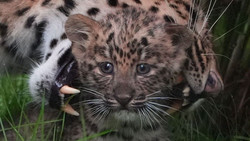 Suko, Kenji und Chen Lu: Hagenbecks Leoparden haben einen Namen