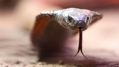 Schlangenbeschwörung im Hotel: Deutscher Urlauber stirbt