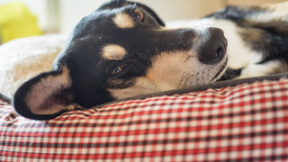 Studie: Knapp jedes dritte Haustier darf mit ins Bett