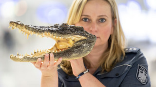 Hauptzollamt Frankfurt beschlagnahmt Urlaubssouvenirs