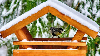 Tipp vom NABU: Jetzt Vogelhäuschen aufstellen