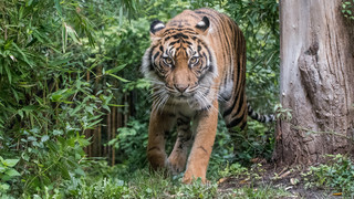 Tigerbabys im Zoo Heidelberg: Zuwachs bei den Sumatra-Tigern