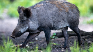 Afrikanische Schweinepest in Hessen: Karte mit neu angelegten Zonen