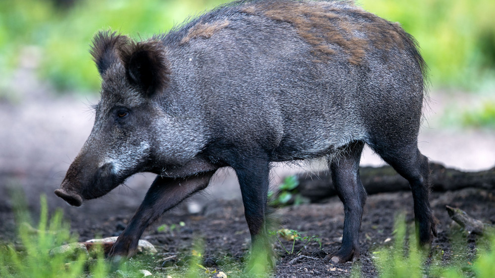 Von der Afrikanischen Schweinepest betroffene Gebiete sind in Hessen neu abgegrenzt. Eine Karte zeigt Änderungen (Archivbild).