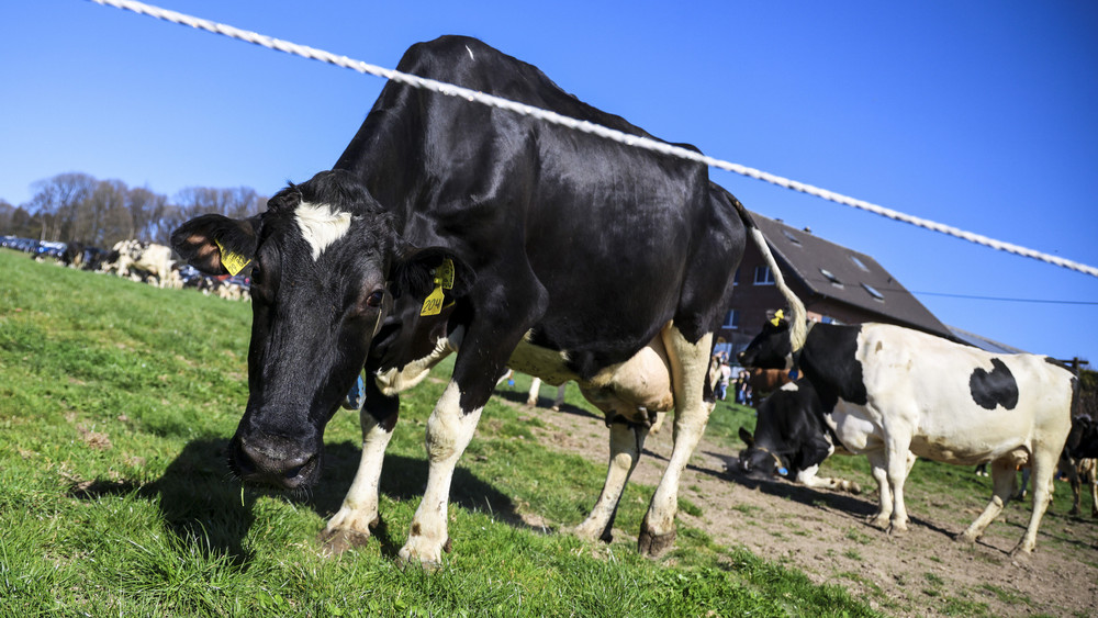 Dutzende verendete Tiere wurden auf einem Hof in Mittelhessen gefunden