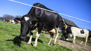 Dutzende Tiere verendet auf Bauernhof in Hessen