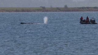 Gestrandeter Wal: Atmung inzwischen schwächer