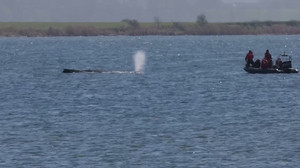 Gestrandeter Wal: Atmung inzwischen schwächer