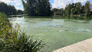 Blaualgen sorgen für stinkenden Aueweiher in Fulda