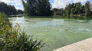 Blaualgen sorgen für stinkenden Aueweiher in Fulda