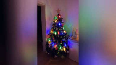 Der früheste Weihnachtsbaum der Welt steht in Schöneck