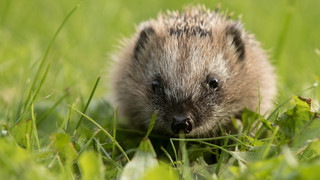 Tagsüber Igel? So kann man den Tieren im Garten helfen
