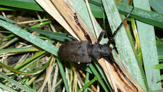 Ausnahme wegen Heldbockkäfer: Planänderung bei Riederwaldtunnel-Bau