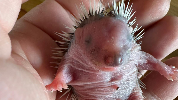 Igel in Not: Tierschutz Fulda sucht dringend Pflegestellen