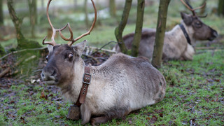 Tierpark Sababurg: Weihnachtsmann hat Futter im Gepäck