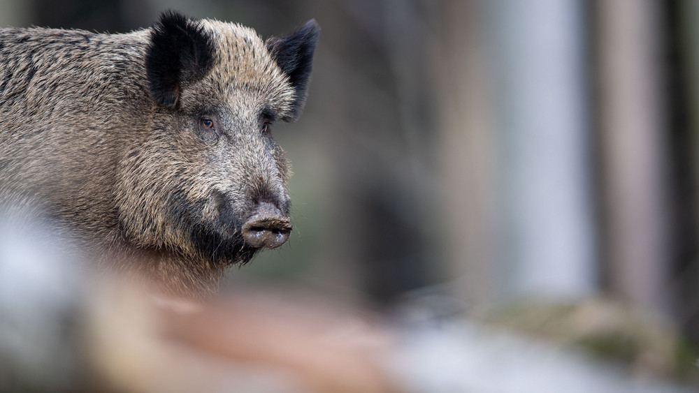 Bei einem erlegten Wildschwein wird eine für Tiere gefährliche Krankheit nachgewiesen.