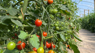 Jetzt Parzelle sichern: Eigenes Gemüse im Saisongarten ziehen