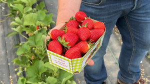 Erdbeeren und Spargel aus Deutschland bald zu teuer?