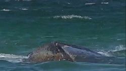 Befreiter Wal in der Ostsee - Tier weiter in Gefahr