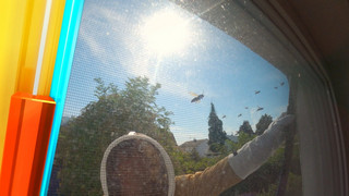 Insekten-Alarm: So ist die Arbeit als Wespenjäger
