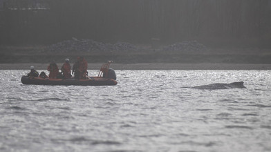 Buckelwal in Wismarbucht wird schwächer - Ruhe soll helfen