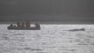 Buckelwal in Wismarbucht wird schwächer - Ruhe soll helfen
