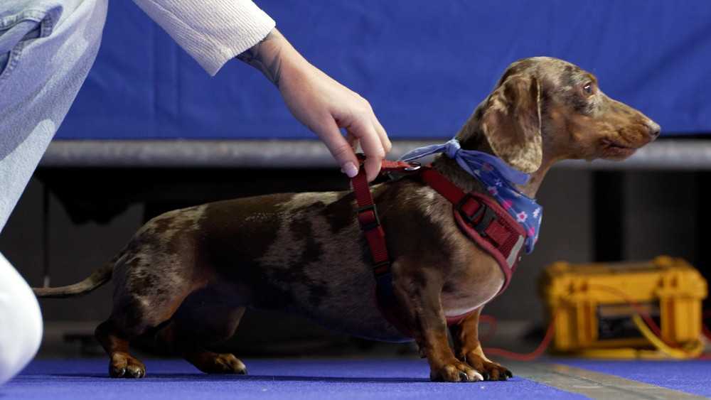 3. Münchner Dackelrennen