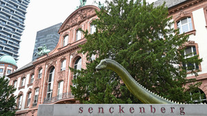 Der Lack ist ab: Senckenberg-Saurier erhält neuen Anstrich