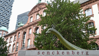 Der Lack ist ab: Senckenberg-Saurier erhält neuen Anstrich