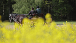 Gemünden: Pferd mit Kutsche geht durch