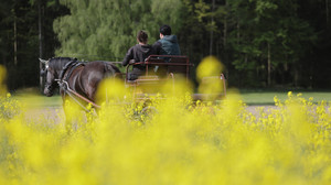 Gemünden: Pferd mit Kutsche geht durch