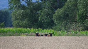 Auf der Flucht: 70 Galloway-Rinder laufen seit Monaten durch Gleichen