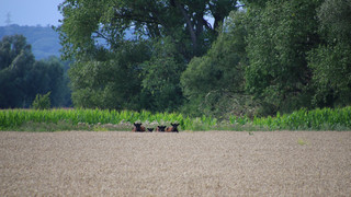 Entlaufene Rinder in Gleichen: Wieder Einfangaktion am Wochenende