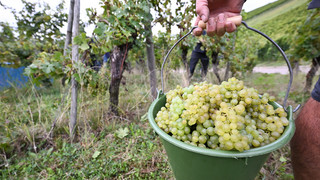 Bergsträßer Winzer ziehen Bilanz: Weniger Trauben - gute Qualität