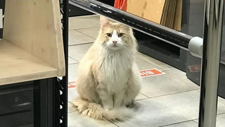 Denkmal für Kater Einstein in Darmstadt: Das ist geplant